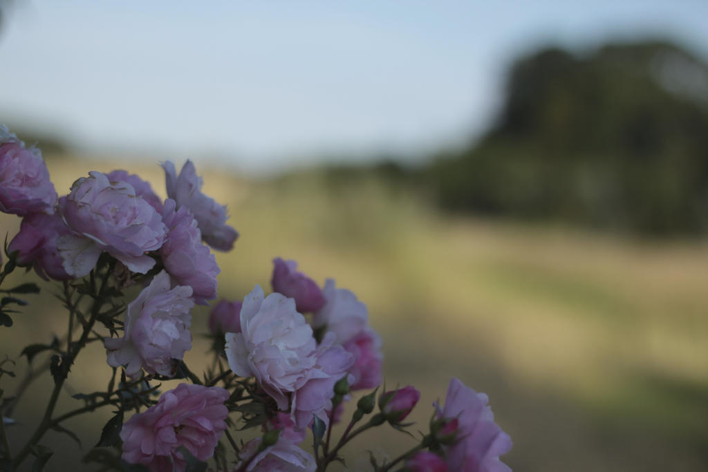 Quistgaarden Bed & Breakfast Spjellerup Esterno foto